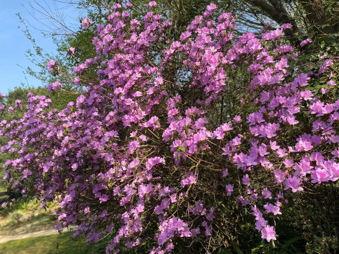 Azaleas flowering in a Hermannsburg garden