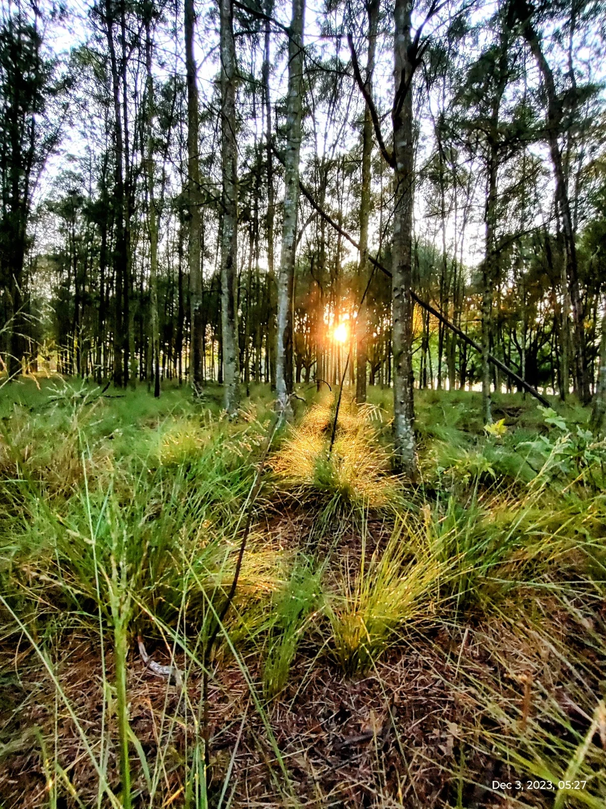 Sunlight through woodland on the Hermannsburg grounds
